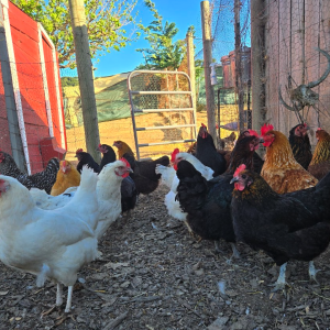 chicken
